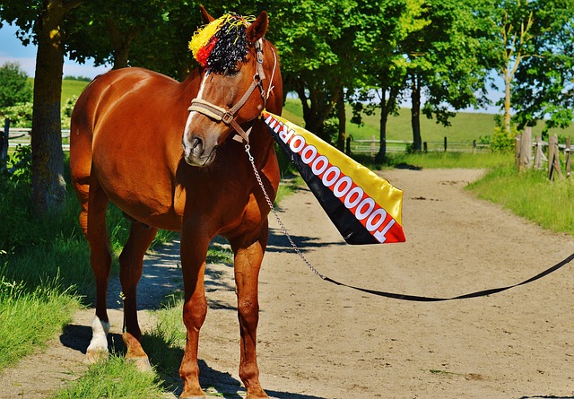 和球迷关注 和球迷关注